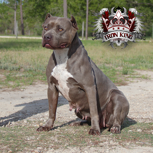 Picture of karma pitbull female