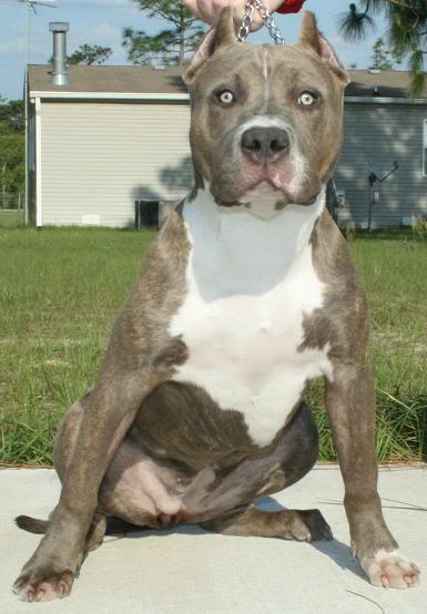 Picture of Destiny pitbull female