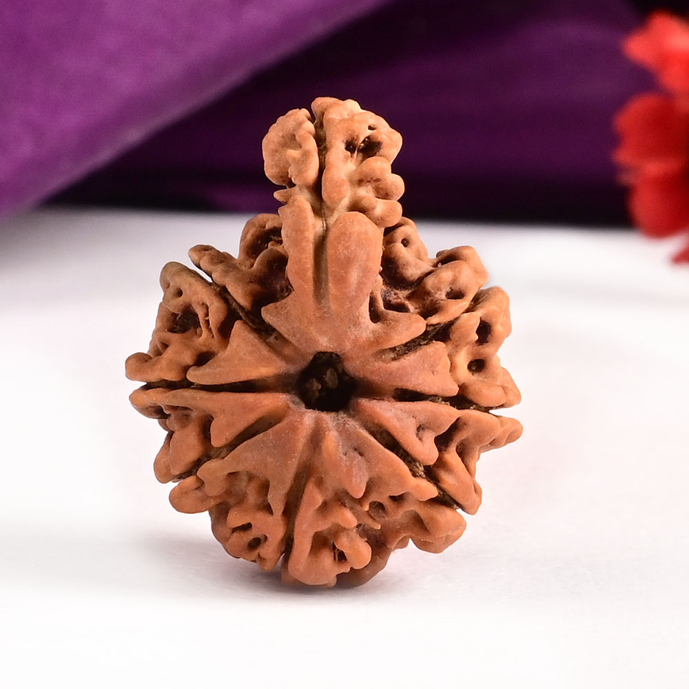 Savar Naag Rudraksha from Nepal LIII