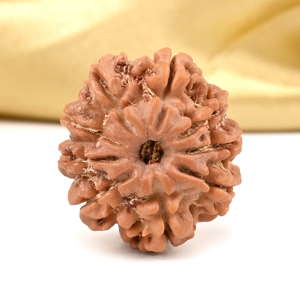 9 Mukhi from Nepal Small - DCCL