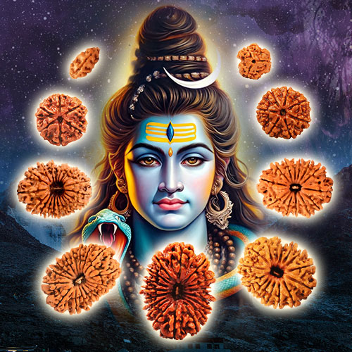 Rudraksha Properties and Different Types of Rudraksha - Rudra Centre