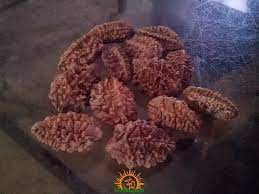The Difference between  Bhadraksha and Rudraksha