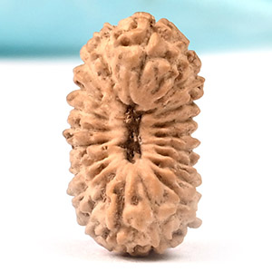 21 mukhi rudraksha indonesian | Twenty One mukhi rudraksha indonesian