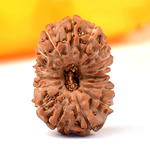Buy eighteen mukhi java bead from Rudraksha Ratna
