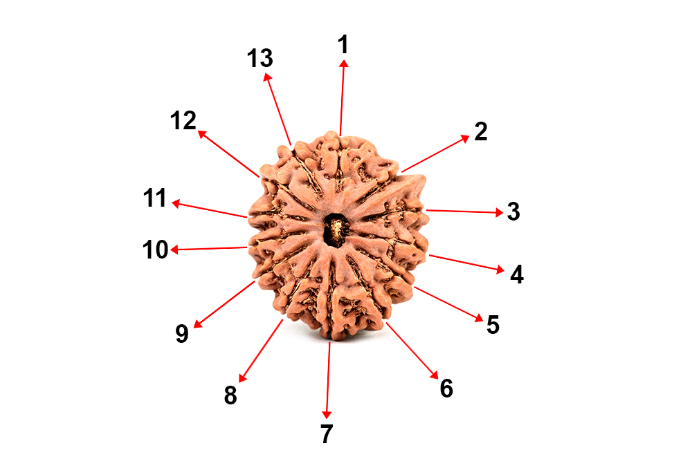 Ganesh Rudra Roop Ganesh Rudraksha 13 Mukhi from Nepal - Rudra Centre