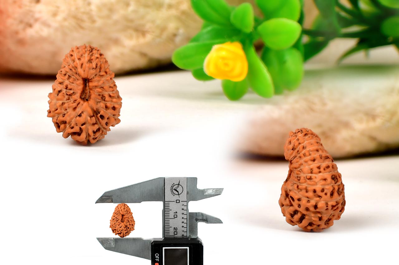 Collector Twenty Mukhi from Java - XXII