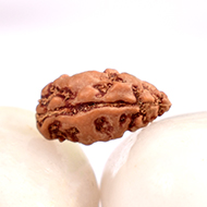 Collector One mukhi from Java -  CI