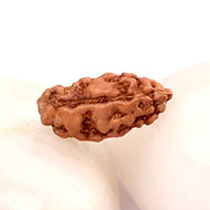 Collector One mukhi from Java -  CII