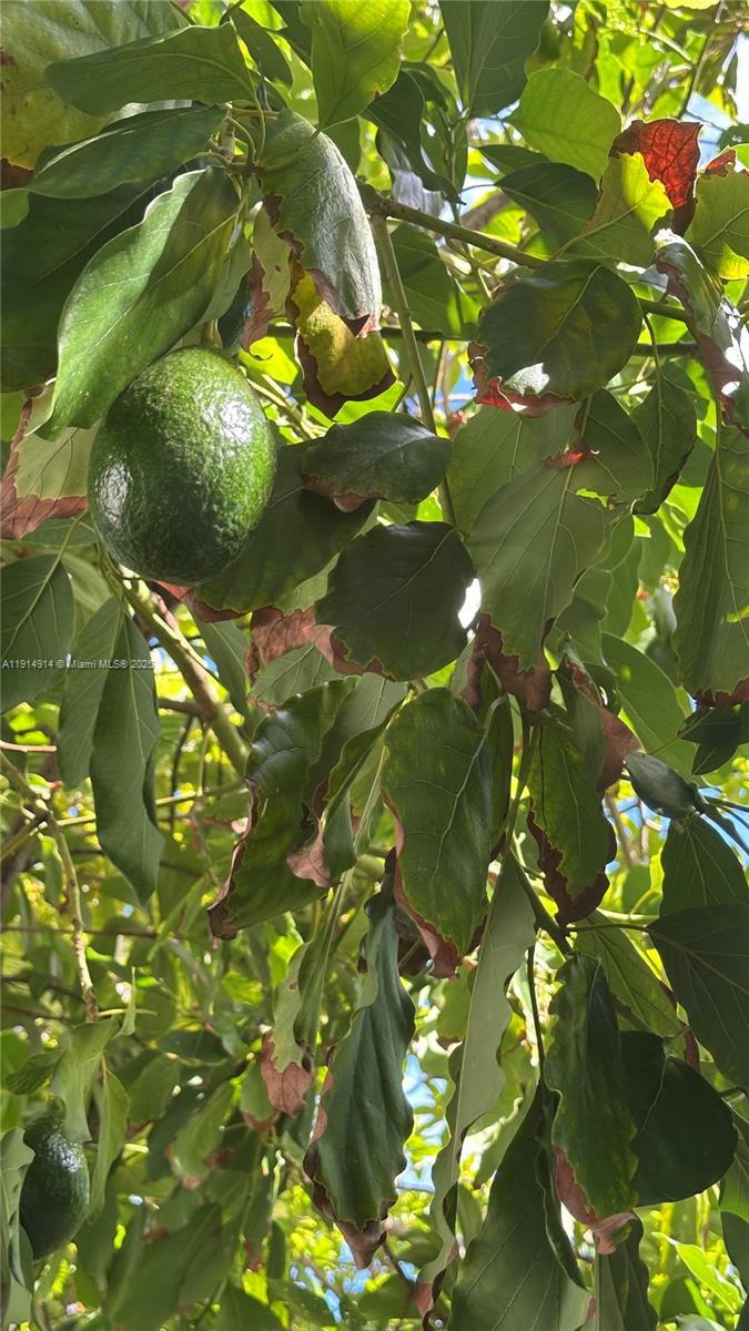 Miami Beach Condo: 415 75th Street