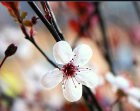 Enfield Massage Therapy