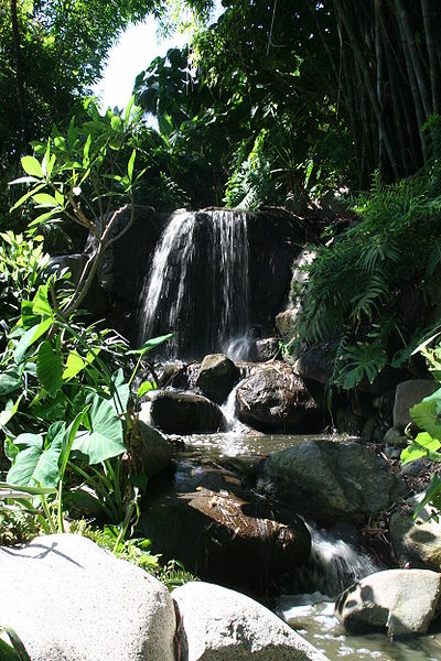 Photo of Jungle Garden at the Huntington Library