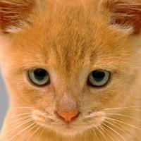AndyBoy's avatar