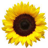 Small_download