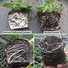 Premium Professional Compost 110 Litre Bundle
