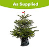 Living Pot-Grown Nordmann Fir Christmas Tree Living Pot-Grown Nordmann Fir Christmas Tree