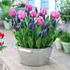 Tulip and Muscari Bulb Pack Tulip and Muscari Bulb Pack