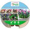 Tulip and Muscari Bulb Pack Tulip and Muscari Bulb Pack