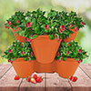 Complete Strawberry Sweet Colossus Patio Collection Complete Strawberry Sweet Colossus Patio Collection