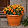 Complete Patio Pansy and Viola Collection