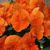 Complete Patio Pansy and Viola Collection