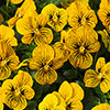 Complete Patio Pansy and Viola Collection