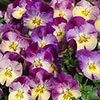 Complete Patio Pansy And Sweet William Collection