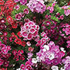 Complete Patio Pansy And Sweet William Collection
