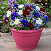 Complete Patio Pansy And Forget-Me-Not Collection