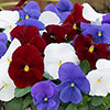 Complete Patio Pansy And Forget-Me-Not Collection