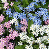 Complete Patio Pansy And Forget-Me-Not Collection
