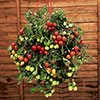 Pre-Planted Tumbling Tom Mix Hanging Baskets Pre-Planted Tumbling Tom Mix Hanging Baskets