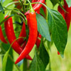 Pre-Planted Chilli Pepper Hanging Baskets Pre-Planted Chilli Pepper Hanging Baskets