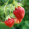 Strawberry Cambridge Favourite