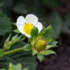 Strawberry Cambridge Favourite