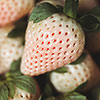 Strawberry Pineberry