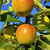 Apple Coxs Orange Pippin Tree