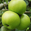 Duo Fruit Tree - Apple Bramley & Braeburn