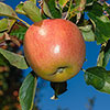 Duo Fruit Tree - Apple Bramley & Braeburn