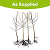The Ultimate 4 Tree Mini Orchard Collection The Ultimate 4 Tree Mini Orchard Collection