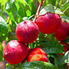 Patio Nectarine Rubis Tree
