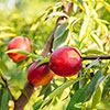 Patio Nectarine Rubis Tree