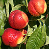 Patio Nectarine Rubis Tree