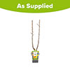 Duo Fruit Tree - Apple Elstar & Golden Delicious Duo Fruit Tree - Apple Elstar & Golden Delicious