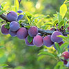 Duo Fruit Tree - Plum Victoria & Reine Claude DAlthan