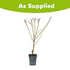 Almond Dulcis Tree