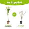 Almond Dulcis Tree Almond Dulcis Tree