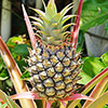 Edible Pineapple Plant