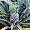 Edible Pineapple Plant
