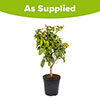 Citrus Red Lime Tree Citrus Red Lime Tree