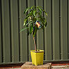 Mini Patio Mango Tree
